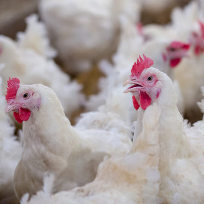 Poultry Worker Hazards and Injuries