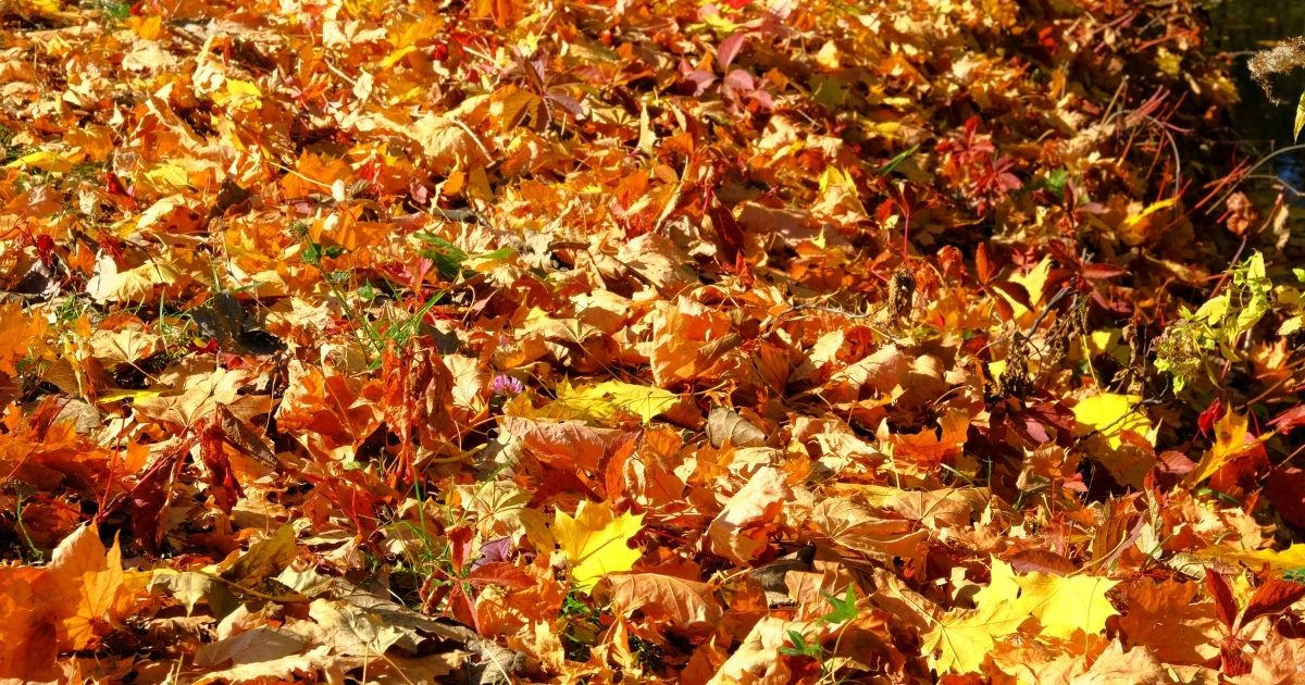 Autumn