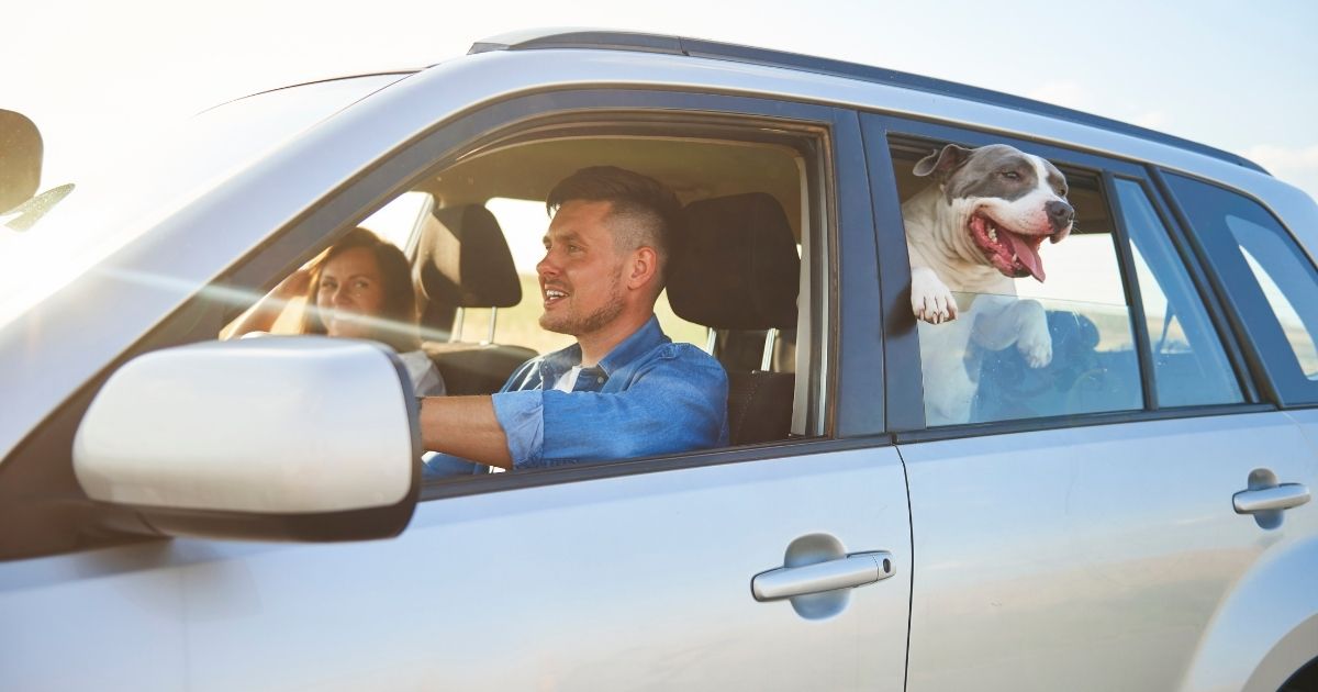 Philadelphia Car Accident Lawyers at McCann Dillon Jaffe & Lamb, LLC Help Those Who Have Been Injured in Pet-Related Distracted Driving Accidents.
