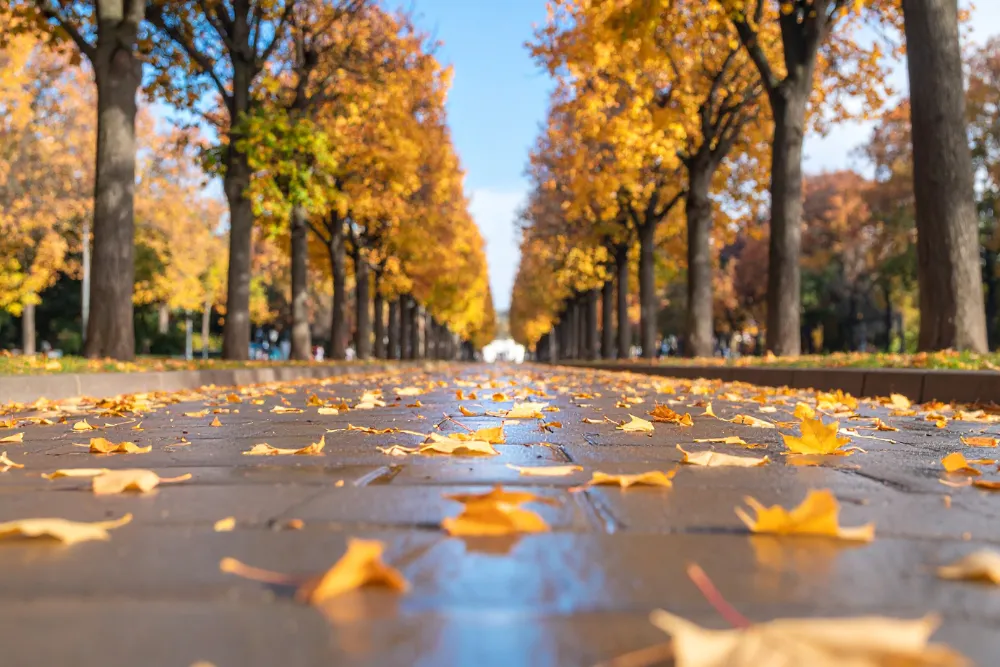 Leaves on sidewalk